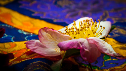 Instructors Certified Toes Yoga Studios Chattanooga TN