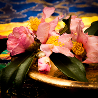 Flower Toes Yoga Studios Chattanooga TN