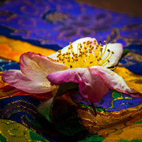 Flower Toes Yoga Studios Chattanooga TN