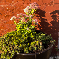 Flower Toes Yoga Studios Chattanooga TN