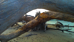 Trees Toes Yoga Studio Chattanooga TN