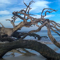 Trees Toes Yoga Studio Chattanooga TN